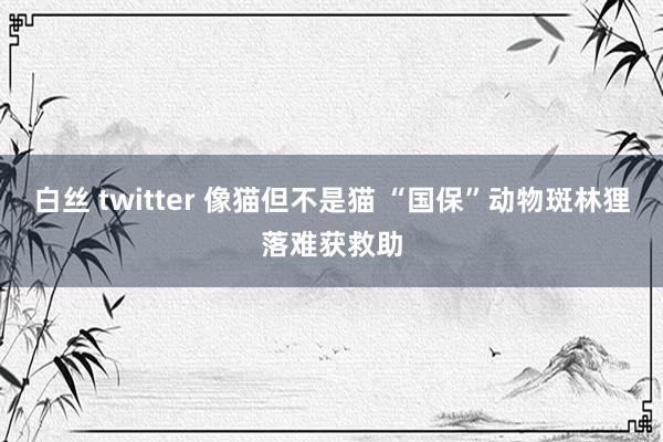 白丝 twitter 像猫但不是猫 “国保”动物斑林狸落难获救助